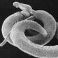 Worms, the Key to Highly Efficient Anti-Inflammatory Drugs?