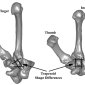 Wrist Bone Points to Flores "Hobbit" as a Unique Human Species