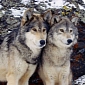 Wyoming Gray Wolves Official Taken Off the Endangered Species Act