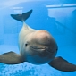 Yangtze Finless Porpoise Might Become Extinct by 2025