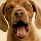Yawning Helps Cool the Brain, Evidence Suggests
