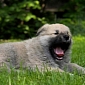 Yawning Is Surprisingly Contagious, Can Spread from Humans to Dogs