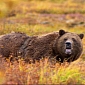 Yellowstone Grizzly Attacks: 4 People Injured in 2 Separate Encounters
