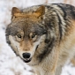 Yellowstone's Most Famous She-Wolf Killed by Hunters