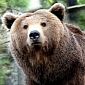 Yellowstone's Grizzly Bears Could Be Taken off the Endangered Species List