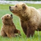 Yellowstone's Grizzly Bears Risk Losing Legal Protection