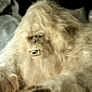 Yeti Is a Cross Between a Polar Bear and a Brown One, Oxford Researcher Says
