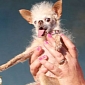 Yoda Is World’s Ugliest Dog for 2011