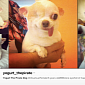 Yogurt the Pirate Dog's Instagram Account Goes Viral