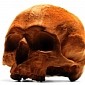 You Can Buy Life-Size, Anatomically Correct Chocolate Skulls Online