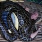 You Can Get a Massage from Snakes at This Zoo in the Philippines