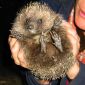 You Did Not Know All That About Hedgehogs