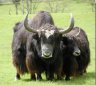 You Did not Know These About Yaks