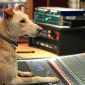 You Don't Want Your Dog Mixing Your Music: Francis Buckley Recording Instructional DVD - Studio Professional Setup