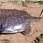 Youths Caught While Trying to Sell Rare Turtle