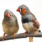 Zebra Finches Learn Their Songs from Their Fathers