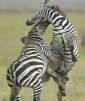 Zebras, the Horses of the African Savanna