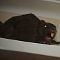 “Zombeavers” Trailer Is Here: Just like Zombies, Only Worse