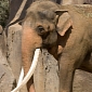 Zoo Elephants in the US Are Too Fat for Their Own Good