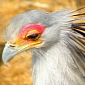 Zoo Hatches Endangered Secretary Bird Chicks