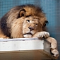Zoo Lions Believed to Have Been Poisoned by Visitor