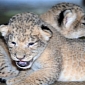 Zoo Miami Celebrates the Birth of Three Lion Cubs