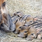 Zoo Miami Welcomes Five Baby African Red River Hogs