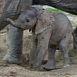 Zoo Vienna Announces the Birth of a Baby African Elephant