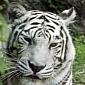 Zoo Visitor Mauled After Attempt to Feed Bengal Tigers