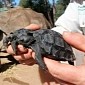 Zoo in Australia Now Home to Baby Galápagos Tortoises
