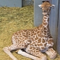 Zoo in Belgium Announces the Birth of an Adorable Baby Giraffe