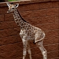 Zoo in Colorado Welcomes Baby Giraffe