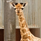 Zoo in Denmark Welcomes Adorable Baby Giraffe