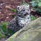 Zoo in Germany Announces the Birth of a Snow Leopard Cub