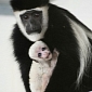 Zoo in Indiana, US Welcomes Two Black-and-White Colobus Monkeys
