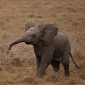 Zoo in Vienna Succeeds in Impregnating Elephant Using Frozen Sperm