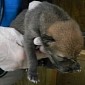 Zoo in Wisconsin, US Announces the Birth of Six Red Wolf Pups