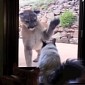 A New Kind of Home Invasion Thriller: Cat Stands Up to Mountain Lion - Video