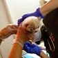 Adorable Red Panda Cubs Born at Lincoln Park Zoo in Chicago
