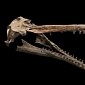 Ancient River Dolphin Actually Populated Earth's Seas of Old