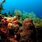 Artificial Corals Might Help Clean Our Oceans of Pollutants