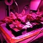 Astronauts Aboard the ISS Feast on Space-Grown Lettuce