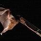 Bat Sporting Tongue Longer than Its Entire Body Found in Bolivia