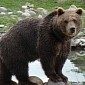 Bear at Minnesota Zoo Slams Rock into Glass Pane, Shatters It