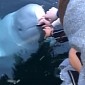 Beluga Whale Returns iPhone from the Deep and Gives it Back - Video