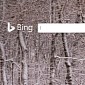 Bing Shows More Russian Propaganda, Disinformation than Google