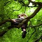Climbing a Tree Greatly Improves Working Memory, Study Finds