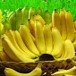 Compound in Bananas Shown to Fight HIV, Hepatitis C and Influenza