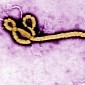 Compound Shown to Deliver 100% Protection Against the Ebola Virus