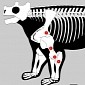 Cow-Sized Creature Was the First to Stand Upright on All Fours
